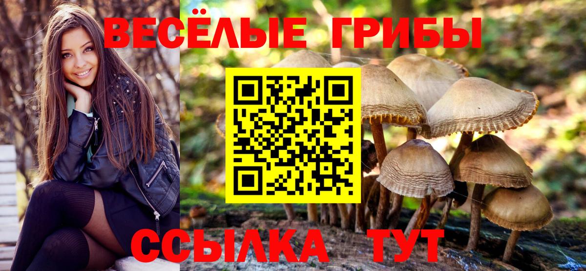Галлюциногенные грибы Cubensis  даркнет сайт  Гай  Псилоцибиновые грибы мицелий  Вход с VPN 